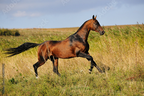 Bay Akhal-Teke stallion gallops through summer field in tall grass. Horizintal photo, looking straight forward, in motion, side view.