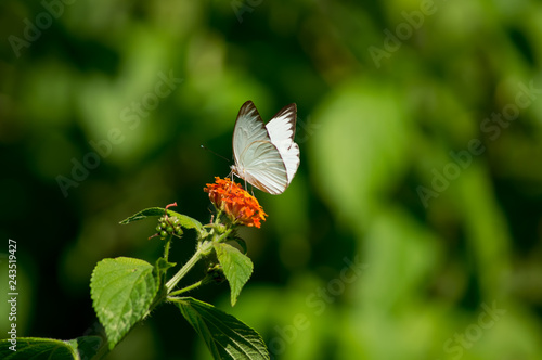 butterfly on flower