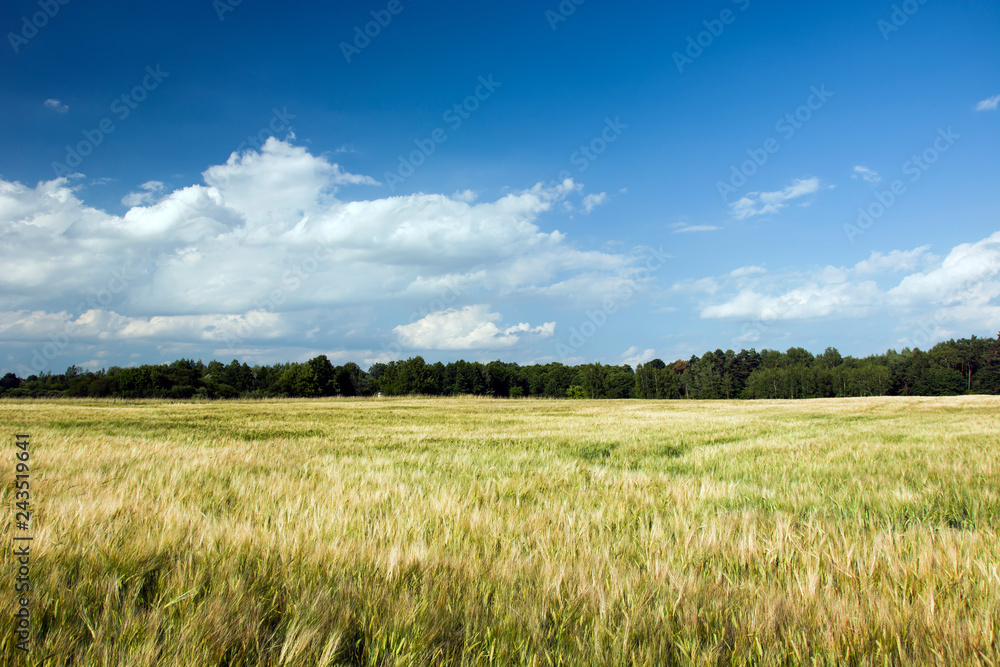 Large field of barley, forest and white clouds in the sky