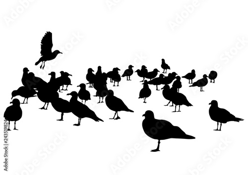 Large flock of seagulls on a white background