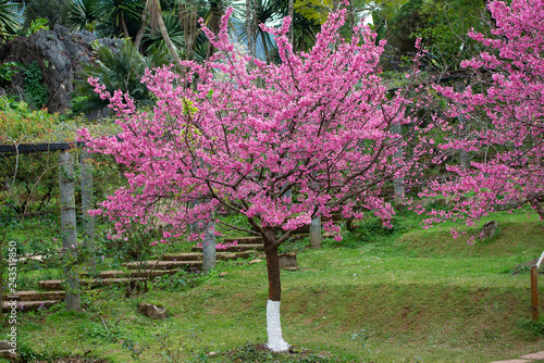 Pink sakura with beautiful road Doi Ang Khang, Chiang Mai , Thailand