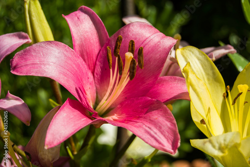 Fototapeta Naklejka Na Ścianę i Meble -  Pink lily flower - closeup