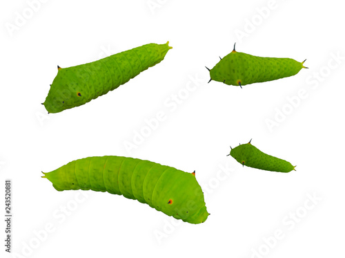 Set of green worm isolate on white background