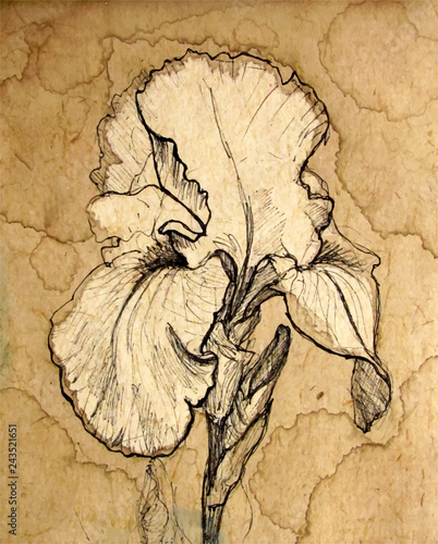 Fototapeta Naklejka Na Ścianę i Meble -  Iris flower. Graphic drawing. Coffee splashes background