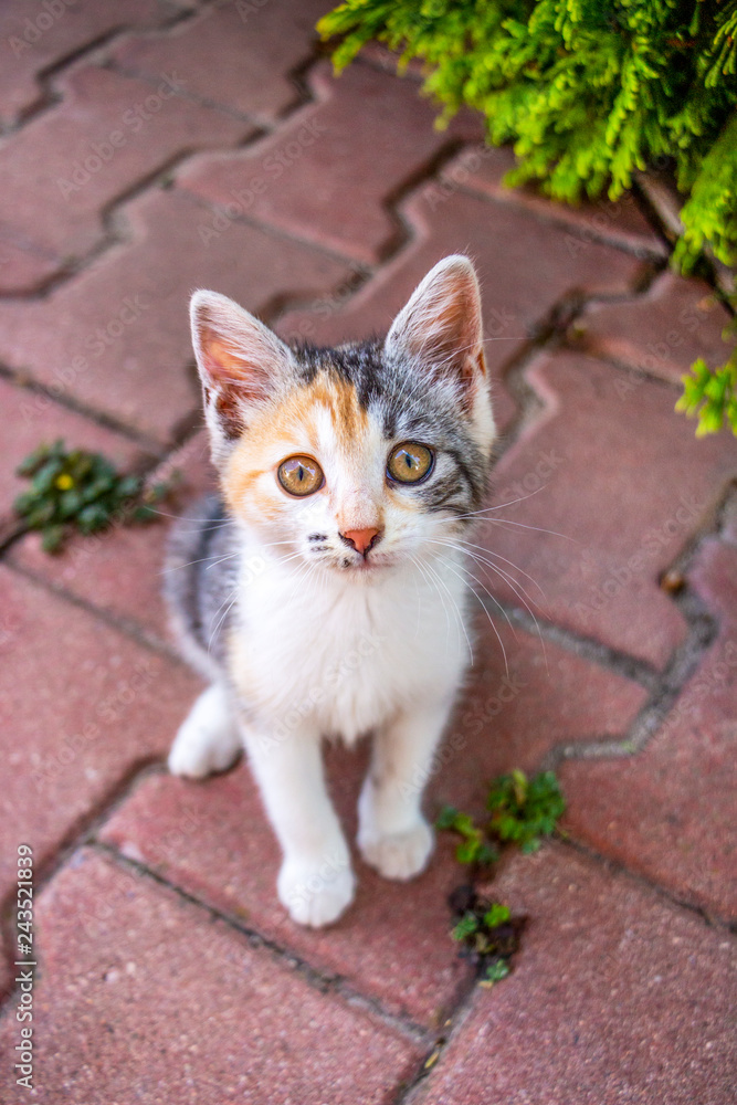 Cute newly adopted stray calico or tricolor female kitten seen from above