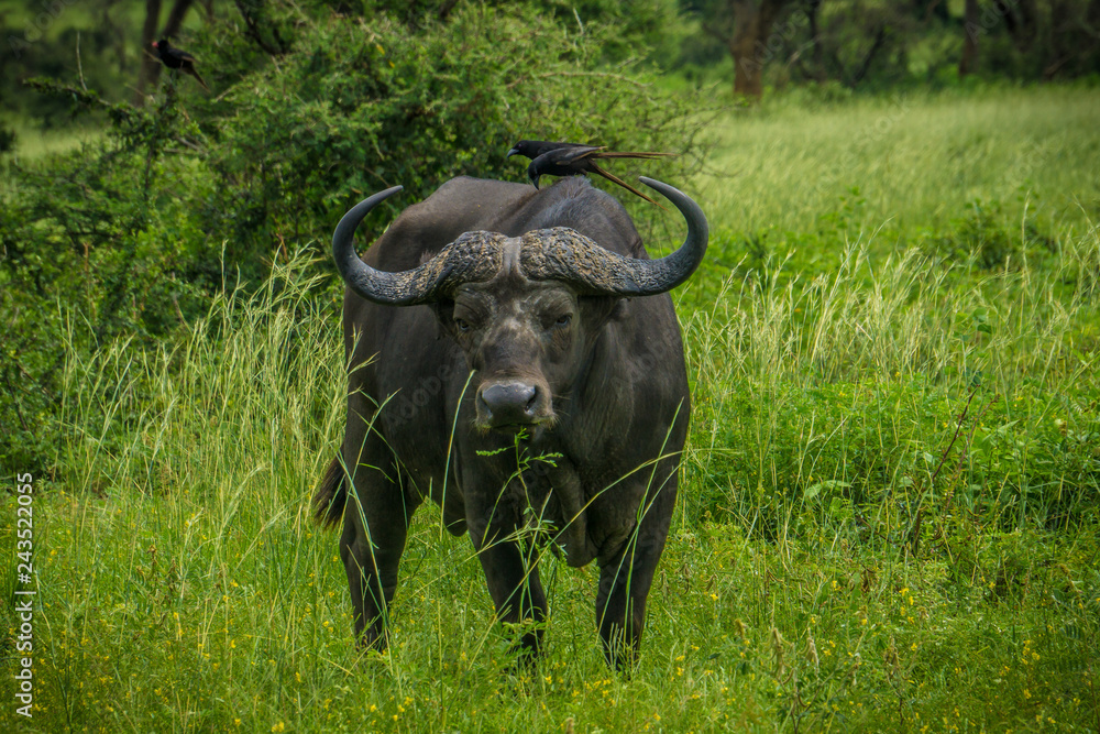 Portrait of lonely buffalo with bird on back and green background. Murchison falls national park Uganda Portrait of lonely buffalo with bird on back and green background. Murchison falls national park Uganda