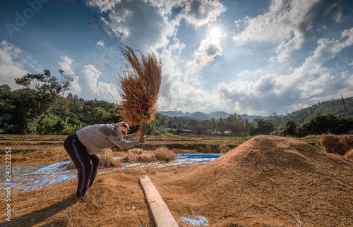 Farmers rice grain threshing during harvest time in northern Thailand
