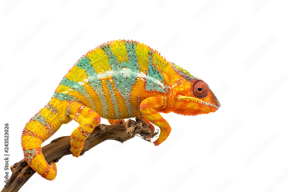 Naklejka premium Yellow blue lizard Panther chameleon isolated on white background