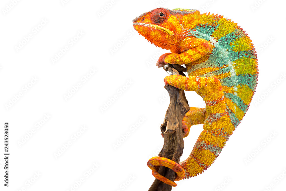 Gardinen Chamäleon Chamäleon - Yellow blue lizard Panther chameleon isolated on white background #243523050