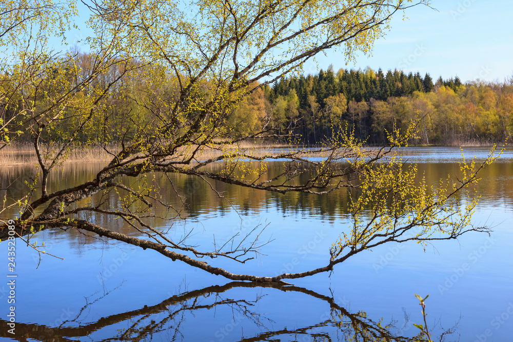 Obraz premium Birch tree at the lake