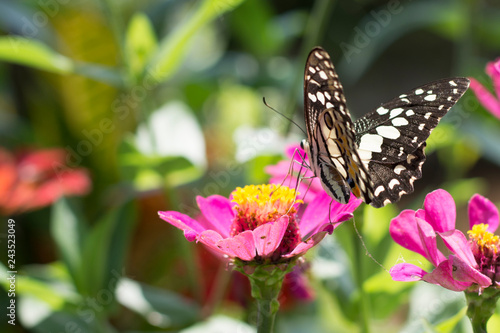 Butterflies in a beautiful flower garden