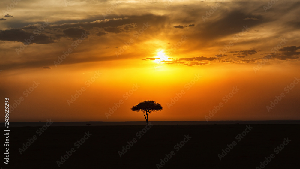 Scenics Sunset over the African savan landscape with a single tree in silhouette