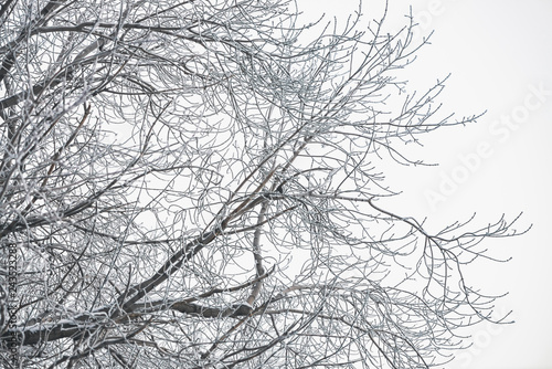 Wallpaper Mural Frozen branches on white sky background. Snowy tree branches with hoarfrost in winter. Plants with white snow close-up. Atmospheric forest landscape with copy space. Snowfall weather. Torontodigital.ca