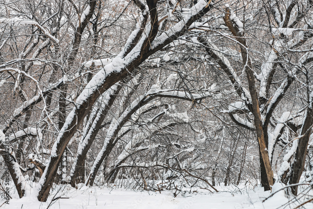 Snowy path among tree branches in parkland close up. Snowy white background in grove. Winter trees with hoarfrost during snowfall. Fall of snow. Atmospheric forest landscape. Snowy path among tree branches in parkland close up. Snowy white background in grove. Winter trees with hoarfrost during snowfall. Fall of snow. Atmospheric forest landscape.