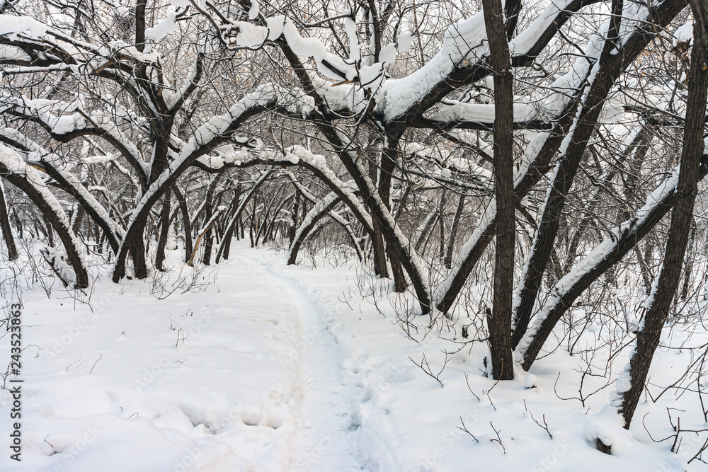 Obraz premium Snowy tunnel among tree branches in parkland close up. Snowy white background with alley in grove. Path among winter trees with hoarfrost during snowfall. Fall of snow. Atmospheric winter landscape.