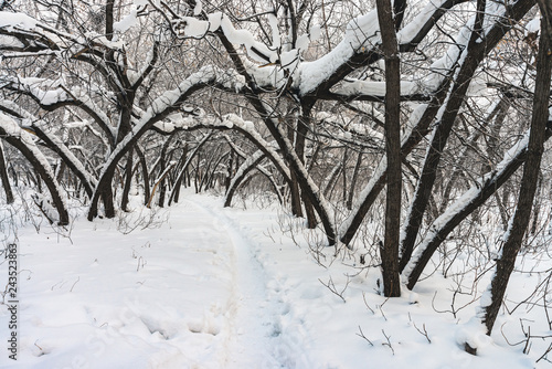 Snowy tunnel among tree branches in parkland close up. Snowy white background with alley in grove. Path among winter trees with hoarfrost during snowfall. Fall of snow. Atmospheric winter landscape.