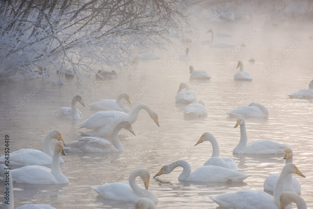Beautiful white whooping swans swimming in the nonfreezing winter lake. The place of wintering of swans, Altay, Siberia, Russia.