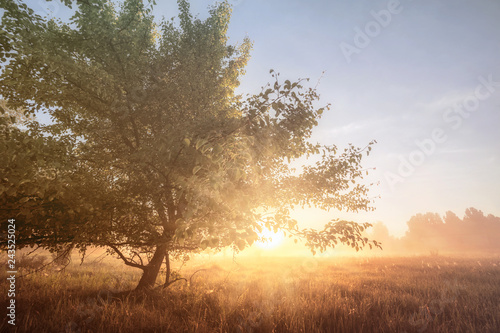 beautiful natural (summer) background. the sun's rays pass through fog and tree
