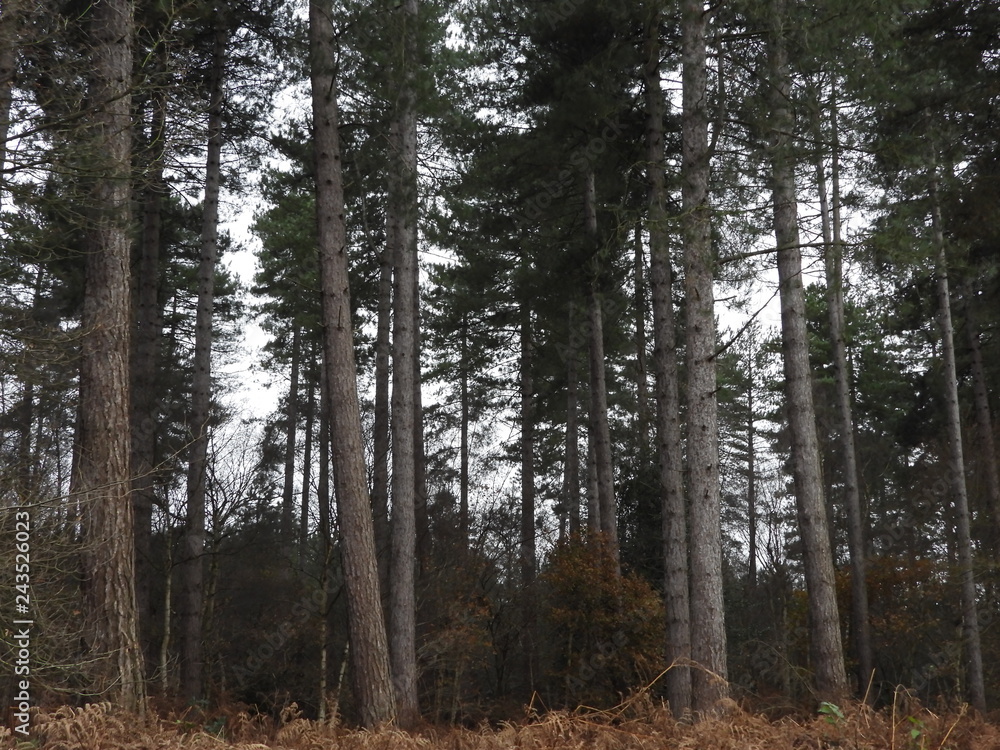 Obraz premium Forest