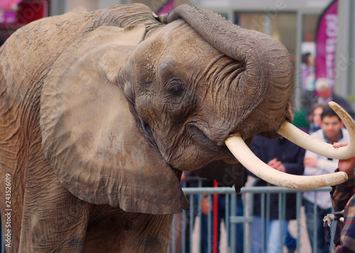 Obraz na plátne Non aux éléphants en captivité !