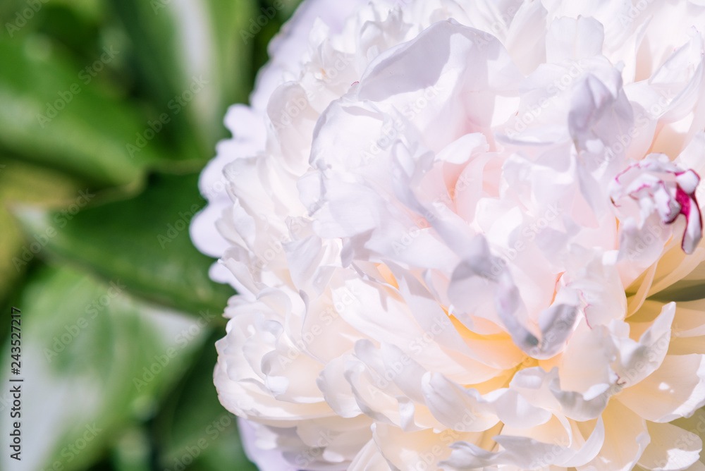 Obraz premium Beautiful bud of white peony close-up. Flower background