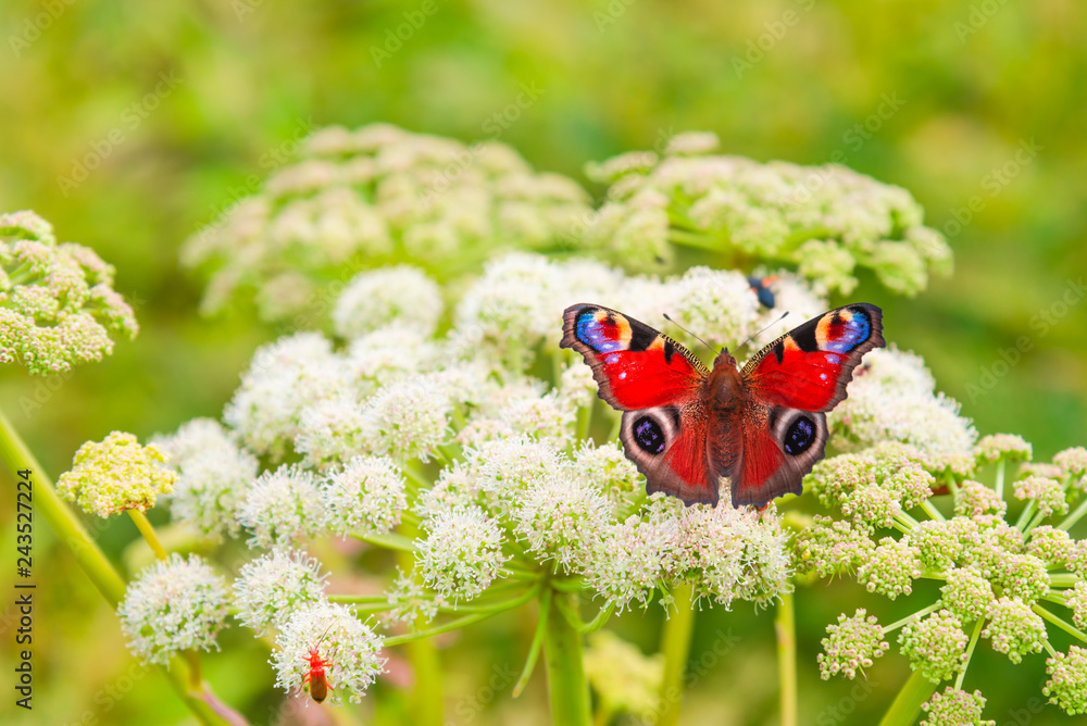 Naklejka premium Piękny motyli pawi oko na kwiat łące, zakończenie
