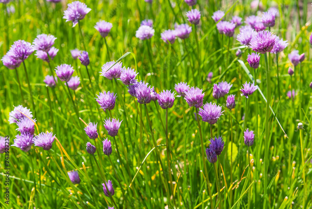 A bed of blooming chives close up. Concept spring growth