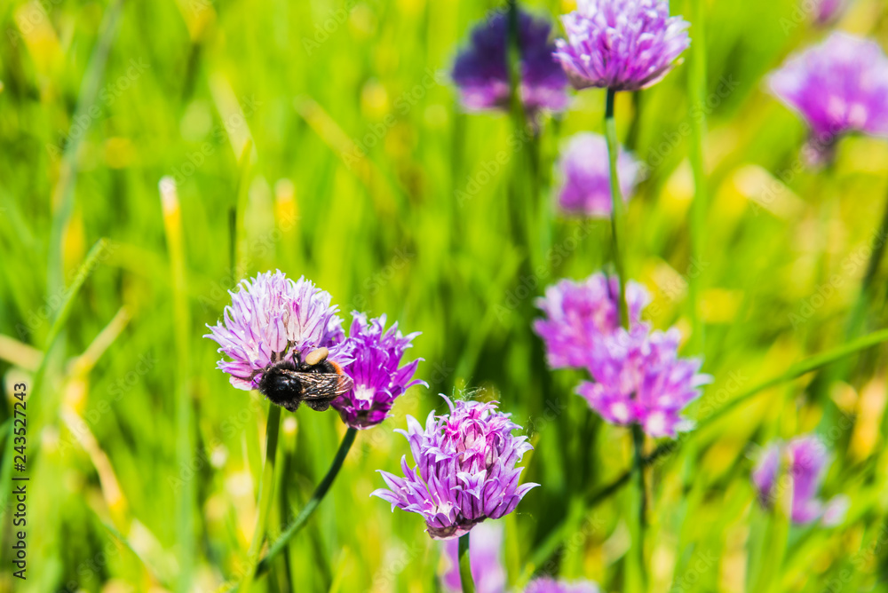 Bumblebees on chives flowers closeup. Concept spring growth Bumblebees on chives flowers closeup. Concept spring growth