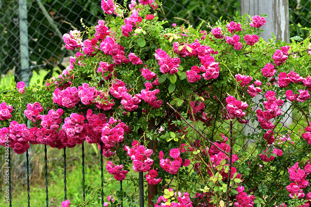 Close up blooming flowers colours in summer garden Close up blooming flowers colours in summer garden