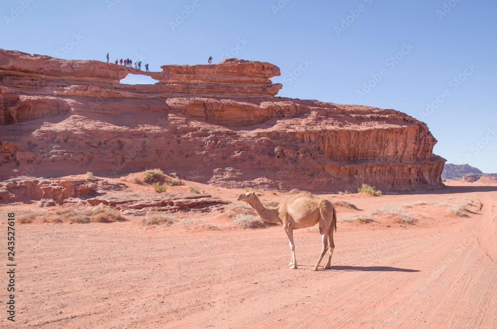 Camel and a small stone bridge with people in Wadi Rum desert , Jordan Camel and a small stone bridge with people in Wadi Rum desert , Jordan