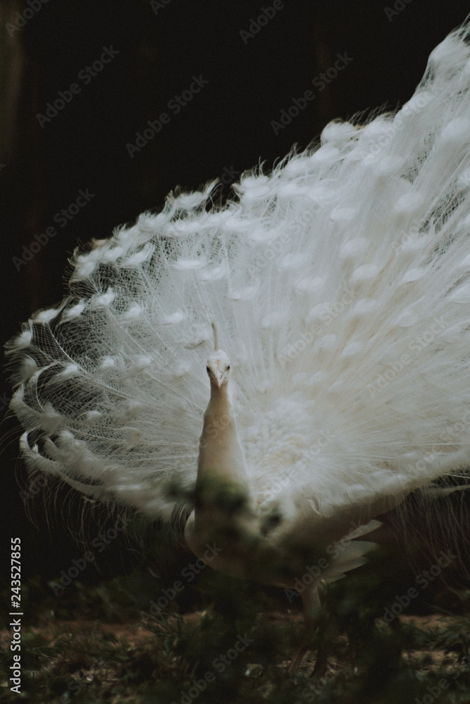 Obraz premium white peacock