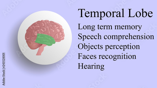 Temporal lobe vector. Brain lobes vector illustration. Human brain infographic vector. Brain lobes functions 