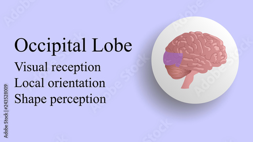 Occipital lobe vector. Brain lobes vector illustration. Human brain infographic vector. Brain lobes functions 