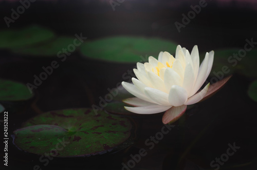 white lotus in pond in the dark with sunlight. important flower in buddhism. nature flower background.