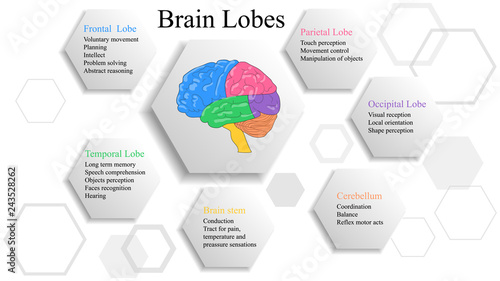 Brain lobes vector illustration. Human brain infographic vector. Brain lobes functions 