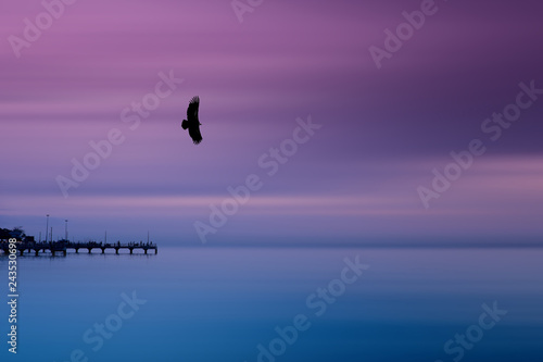 Φωτογραφία Eagle flying over fishing dock in calm sea and smooth sky
