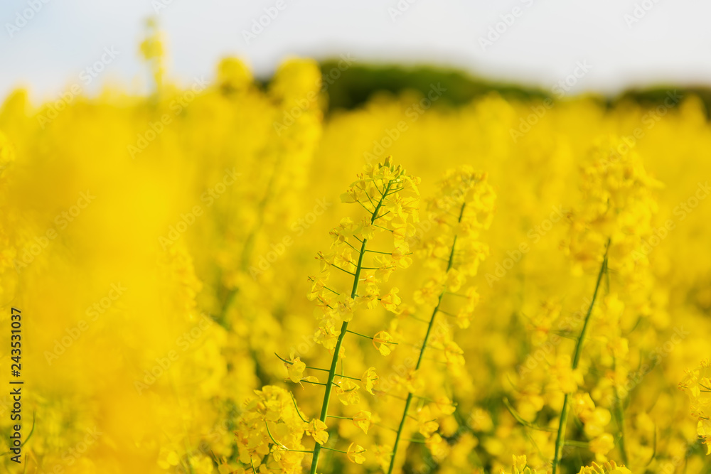 Obraz premium beautiful yellow flowering rape field