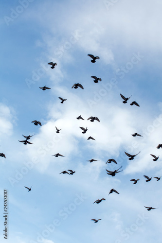 a flock of doves high above in the sky