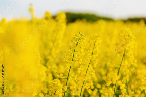 beautiful yellow flowering rape field photo