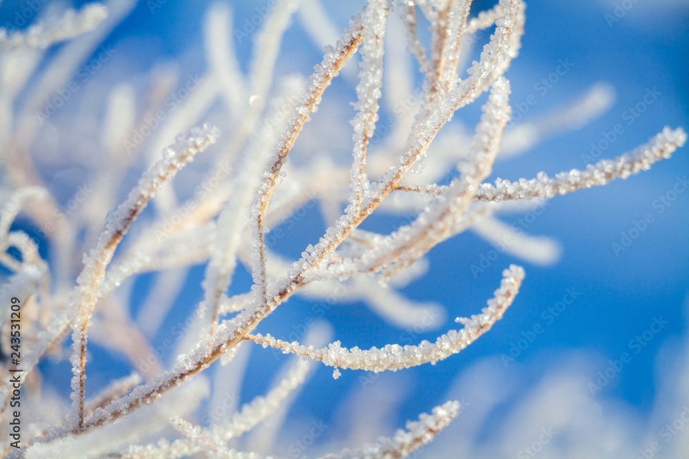 old grass covered with frost old grass covered with frost