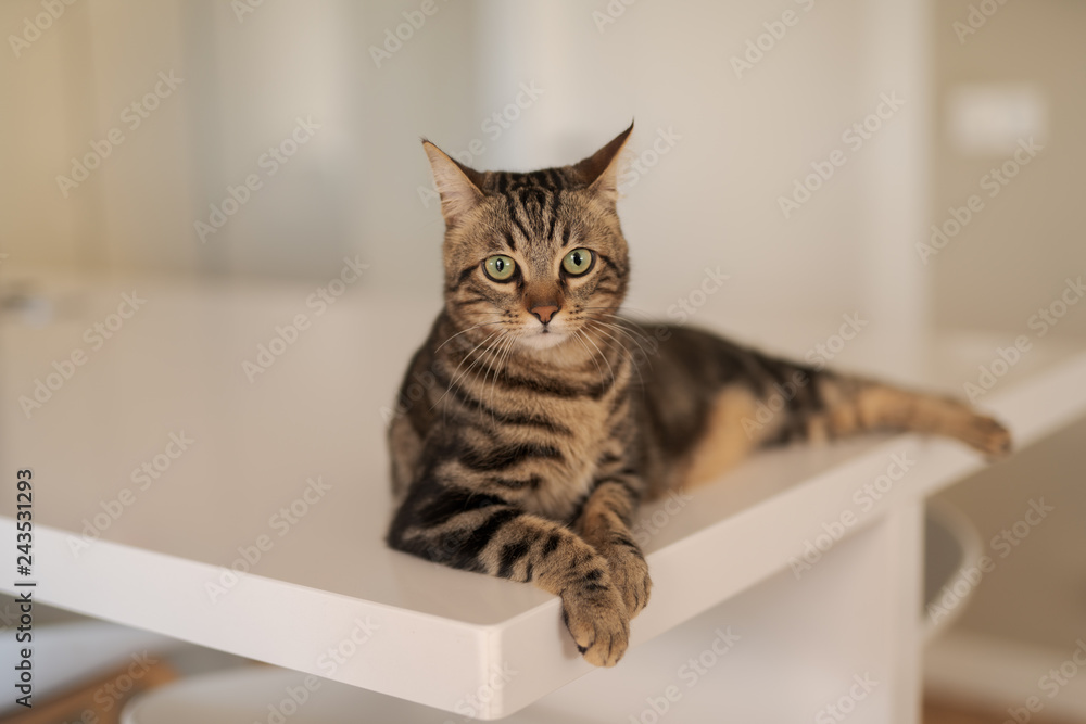 Beautiful short hair cat lying on white table at home Beautiful short hair cat lying on white table at home