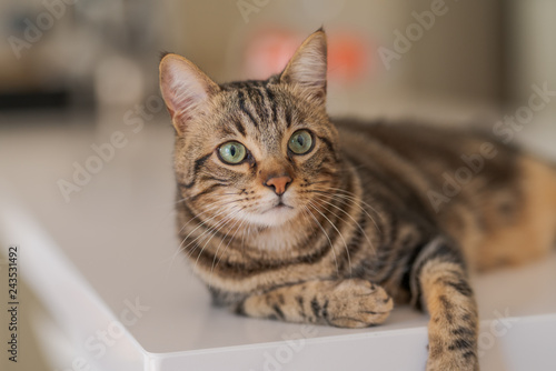 Wallpaper Mural Beautiful short hair cat lying on white table at home Torontodigital.ca