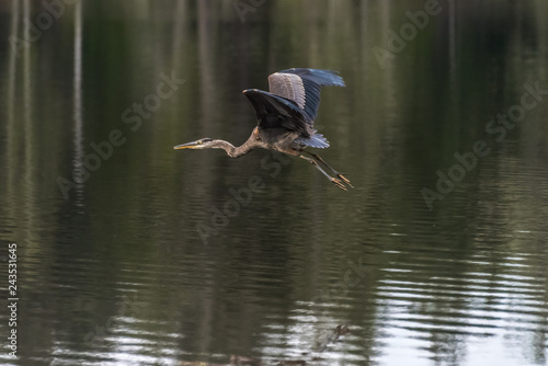 Blue Heron 1251