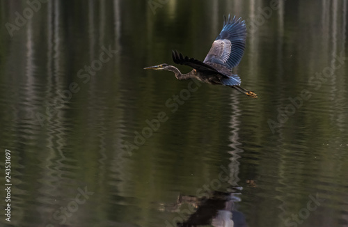 Blue Heron 1255