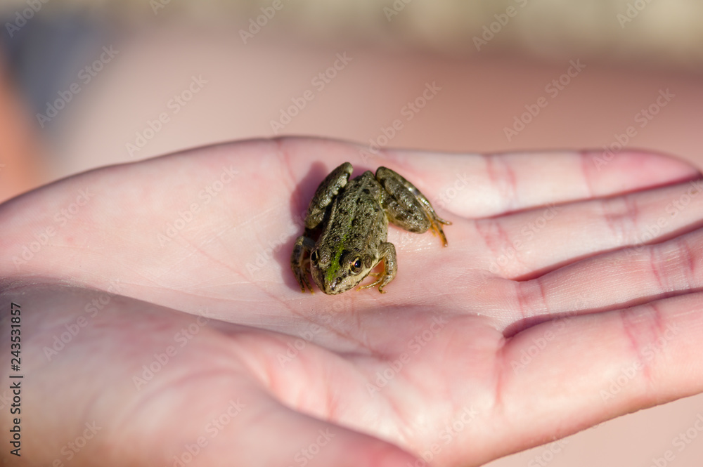 Obraz premium Bébé grenouille