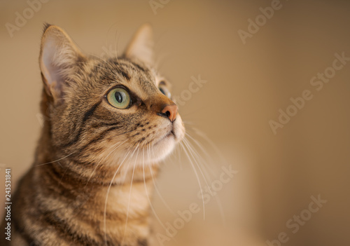 Cute short hair cat looking curious and snooping at home © Krakenimages.com