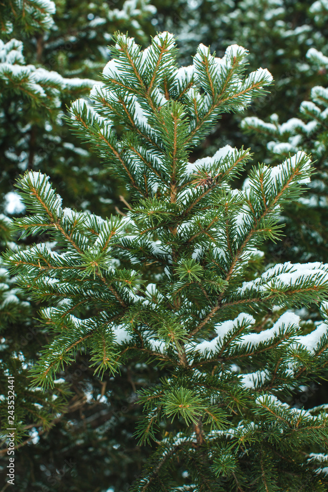 Branch of a pine tree after a snowfall in a cold weather