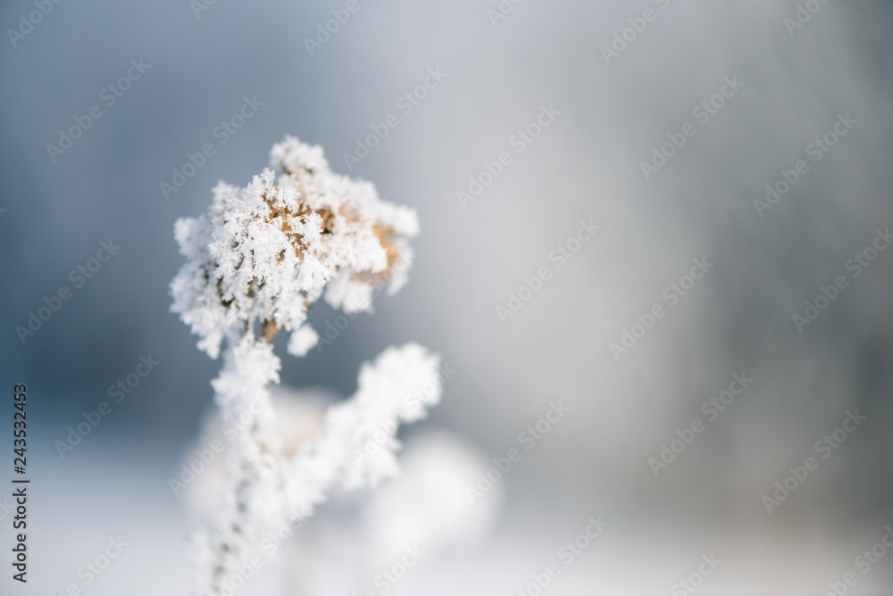 Lonely field plant is snow-covered, beauty of winter season Lonely field plant is snow-covered, beauty of winter season