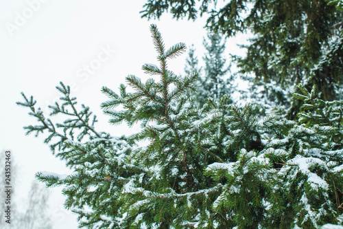 Branch of a pine tree after a snowfall in a cold weather © wundermann