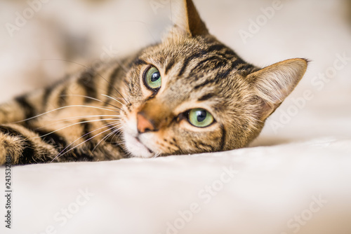 Canvas Print Beautiful short hair cat lying on the bed at home